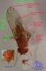 Drosophila immigrans